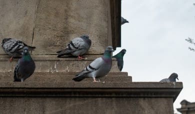 pigeon problems